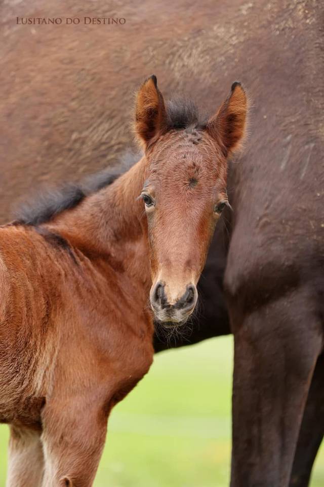 Poulain Lusitanien X kwpn 