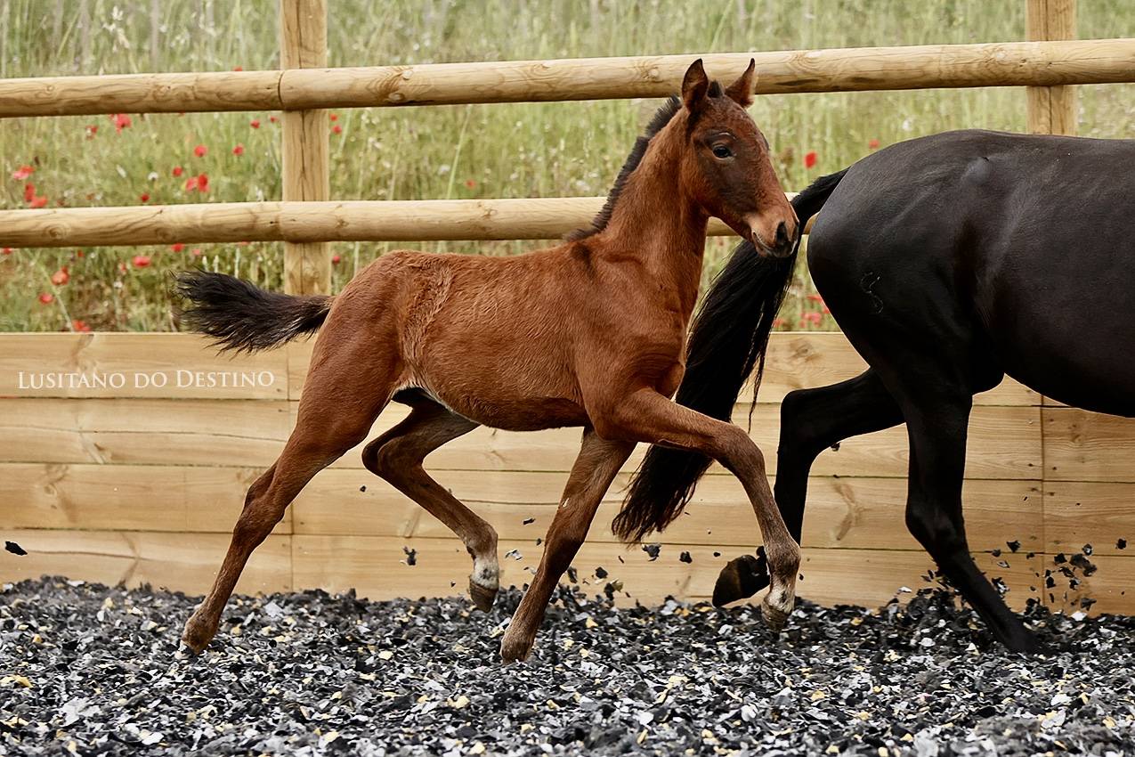 Poulain Lusitanien X kwpn 