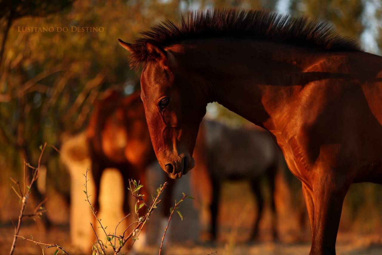 Poulain Lusitanien X kwpn 