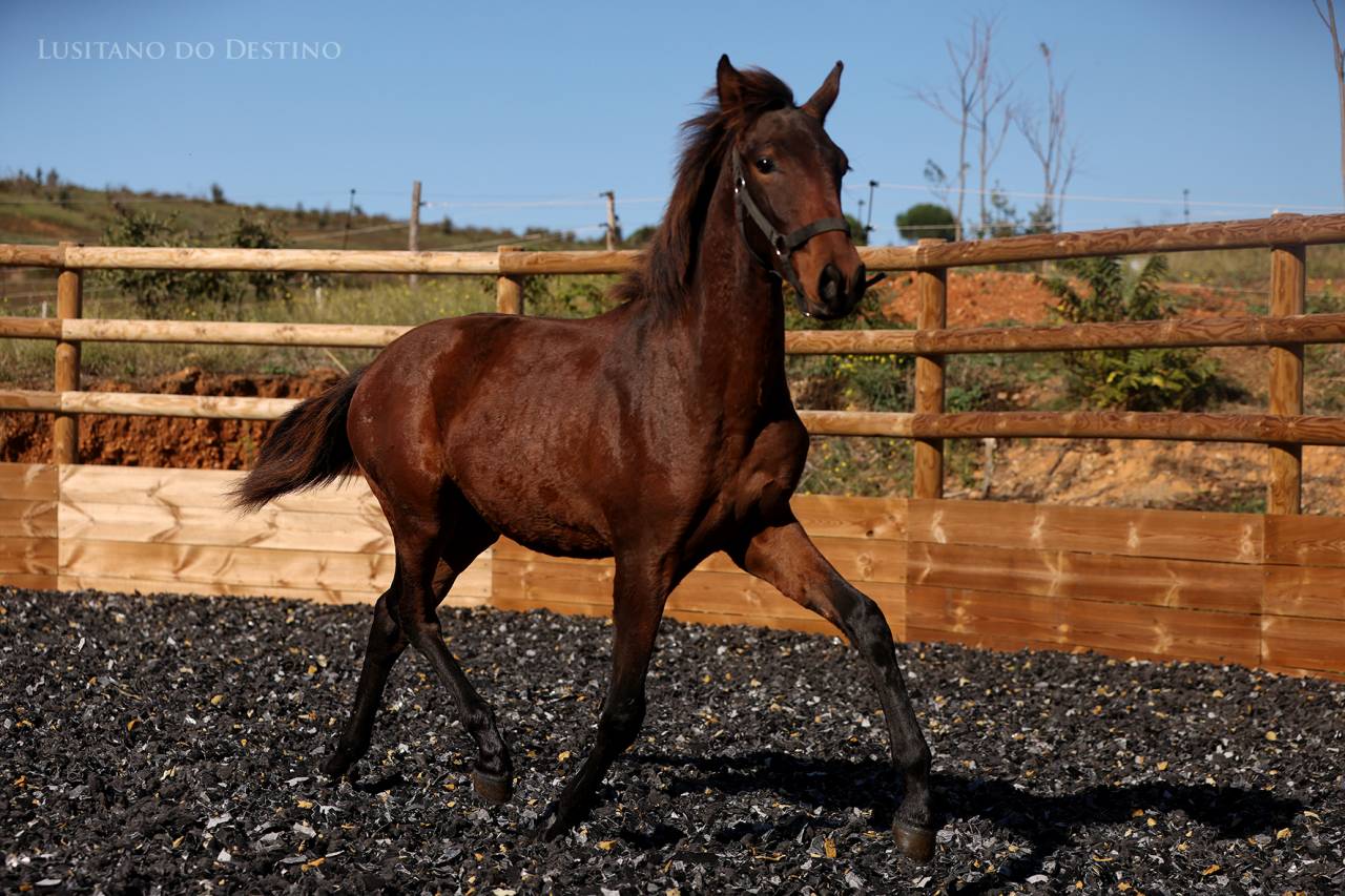 Poulain Lusitanien X kwpn 