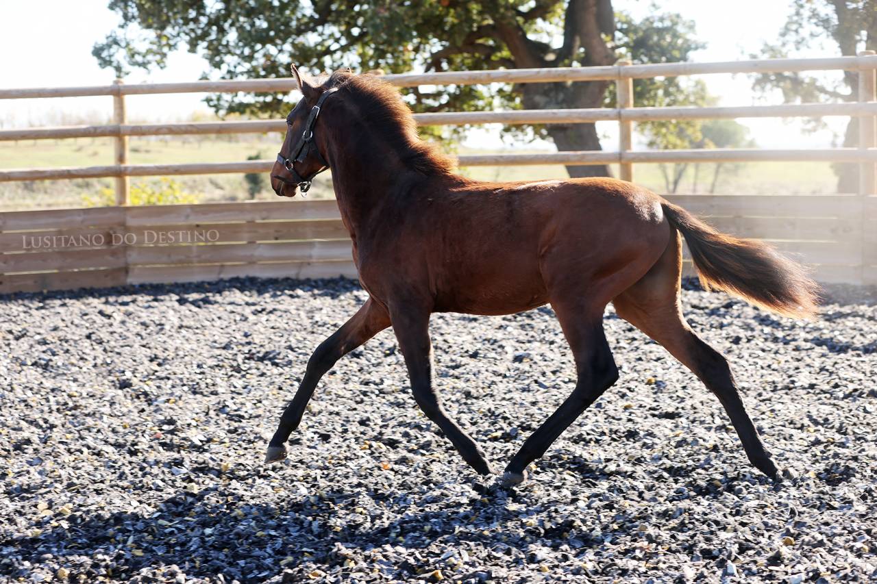 Poulain Lusitanien X kwpn 