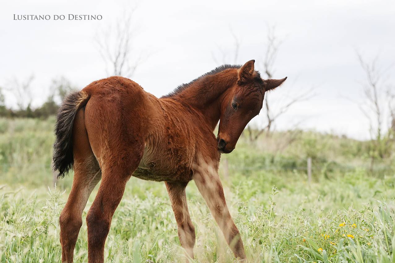 Poulain Lusitanien X kwpn 