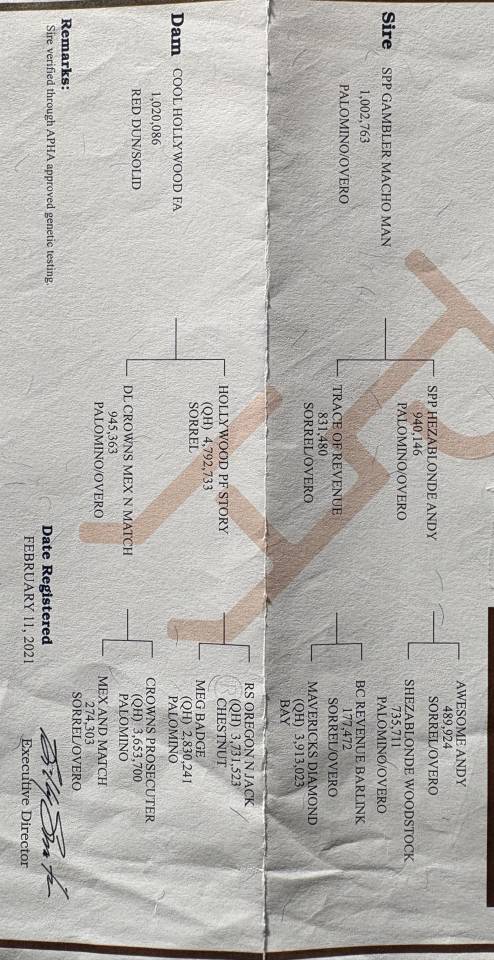 Jument quarter/paint horse 