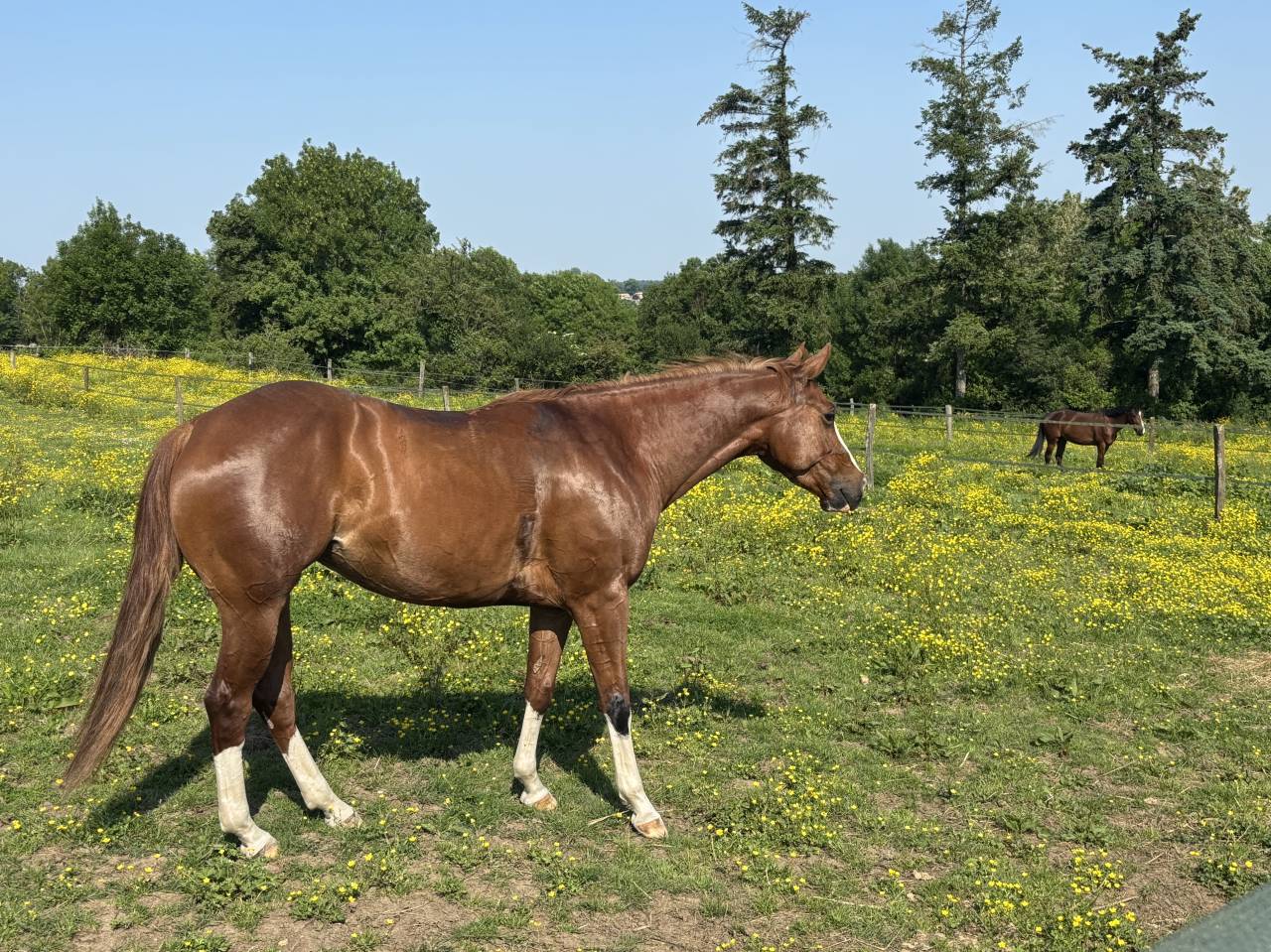 Jument quarter/paint horse 