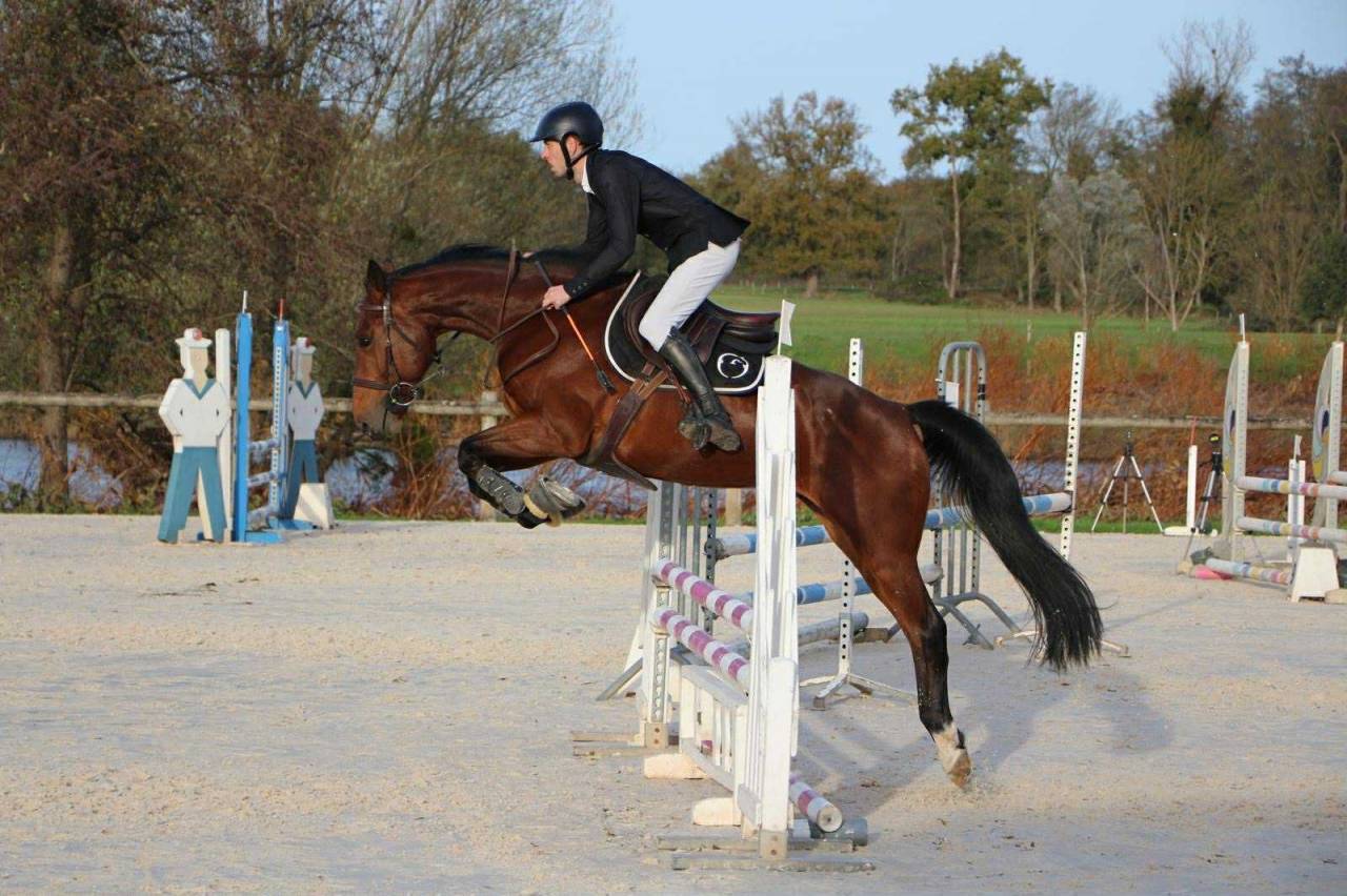 Hongre - Polyvalent Obstacle Hunter Gentil Affect.