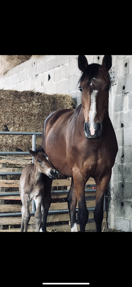 Jument réformée trotteur 