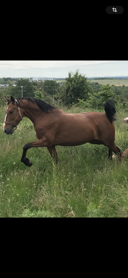 Jument réformée trotteur 
