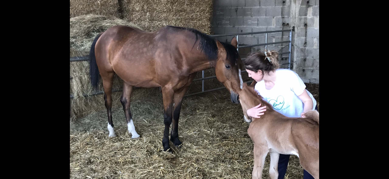 Jument réformée trotteur 