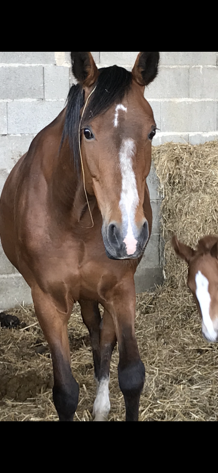 Jument réformée trotteur 