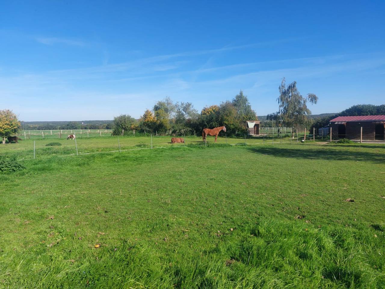 Propose pension chevaux 