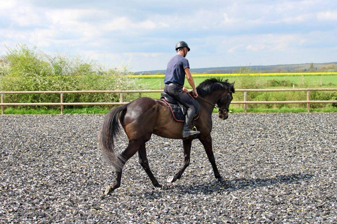 Propose pension chevaux 
