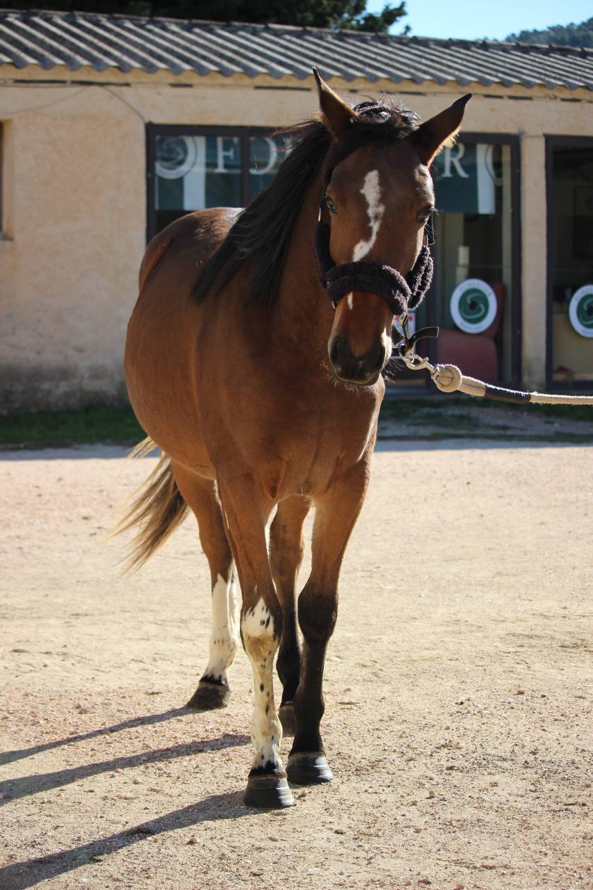 Jument 2 ans - Balou du Rouet 