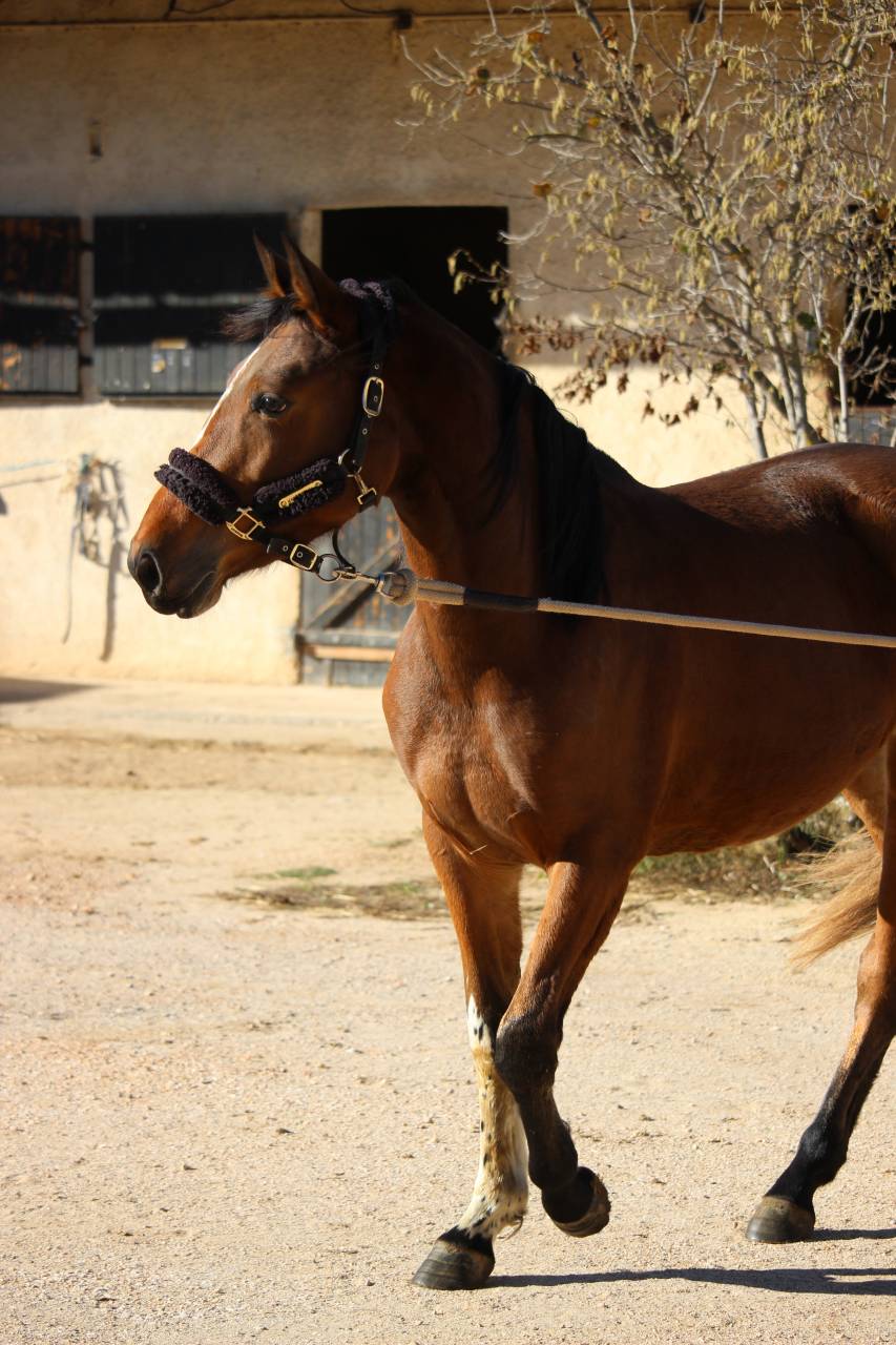 Jument 2 ans - Balou du Rouet 