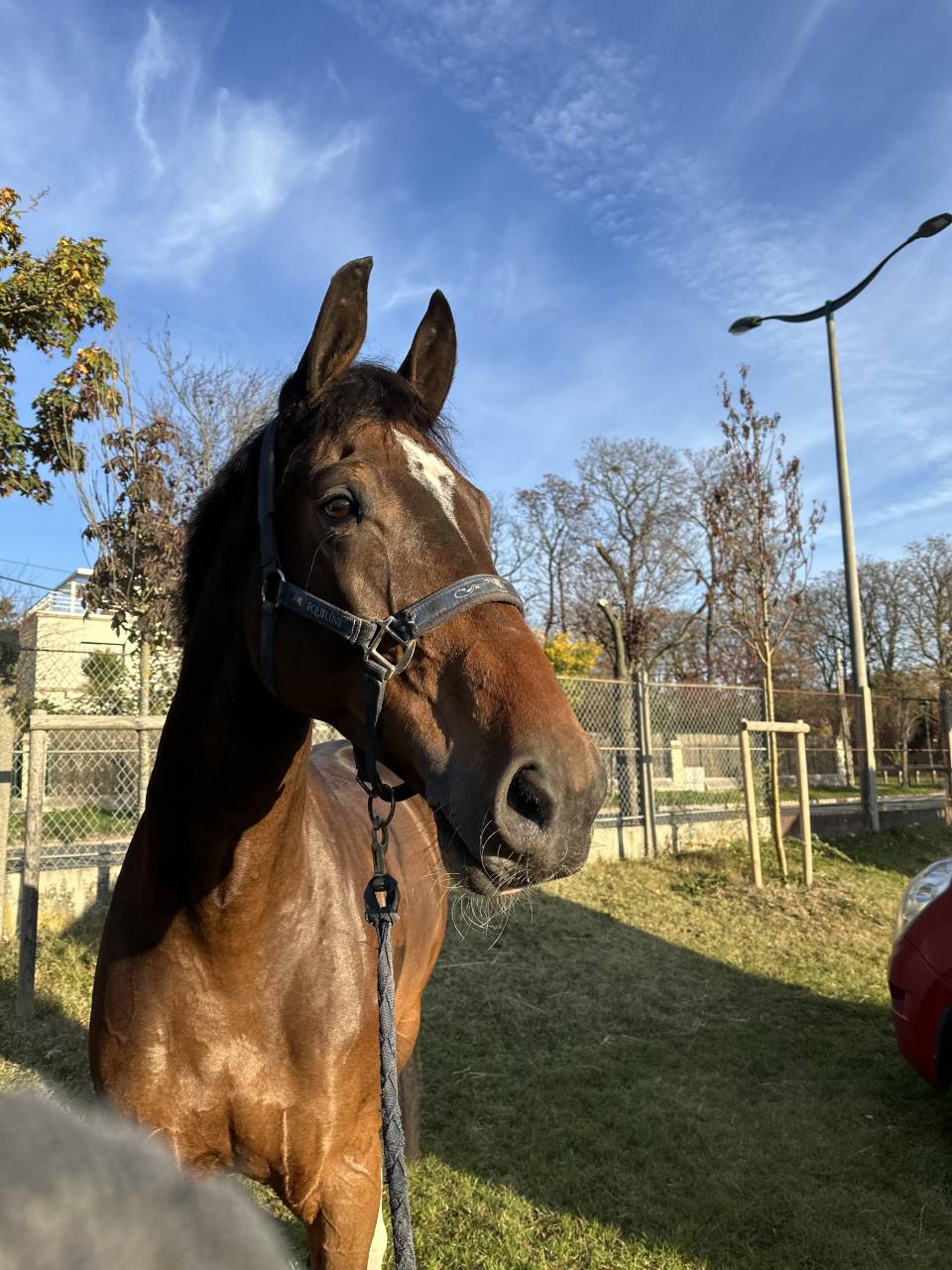 Thymus Bradt Z - Jeune cheval Hongre