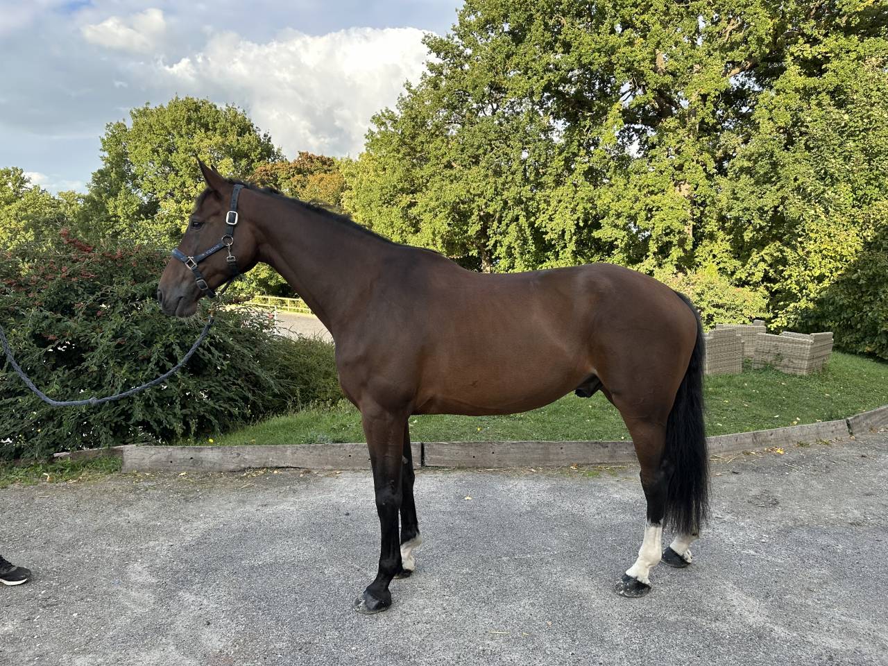 Thymus Bradt Z - Jeune cheval Hongre