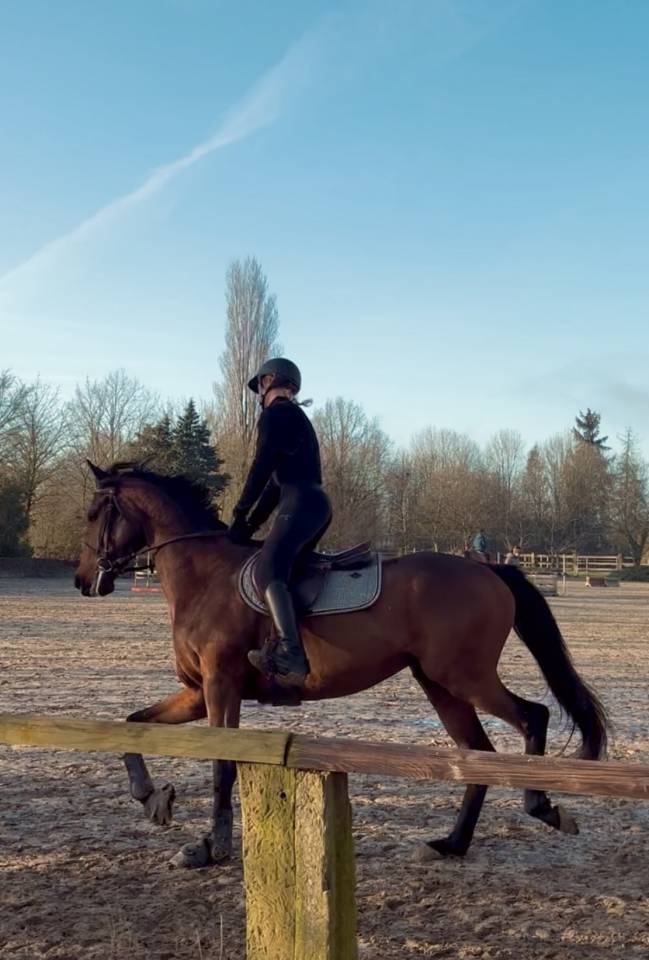 Savigo - Pur-sang 5 ans  