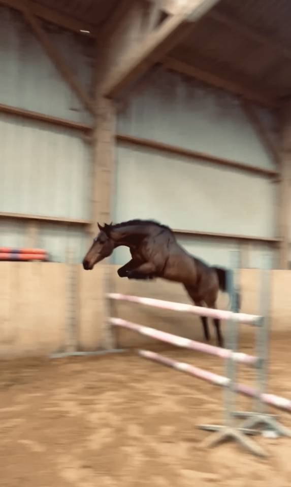 Savigo - Pur-sang 5 ans  