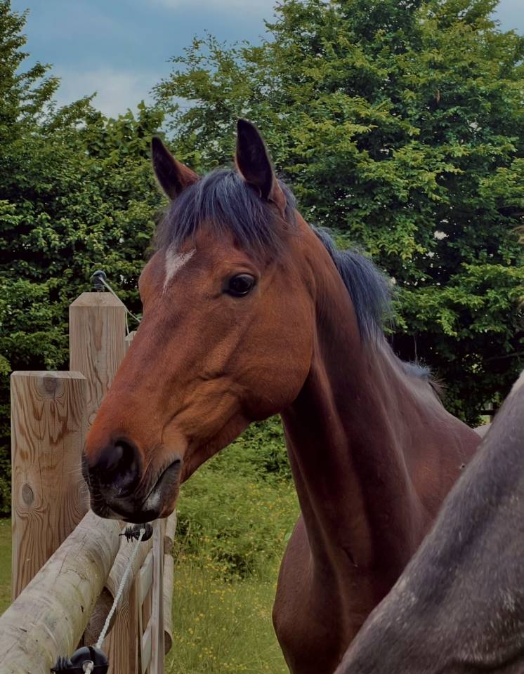 Savigo - Pur-sang 5 ans  