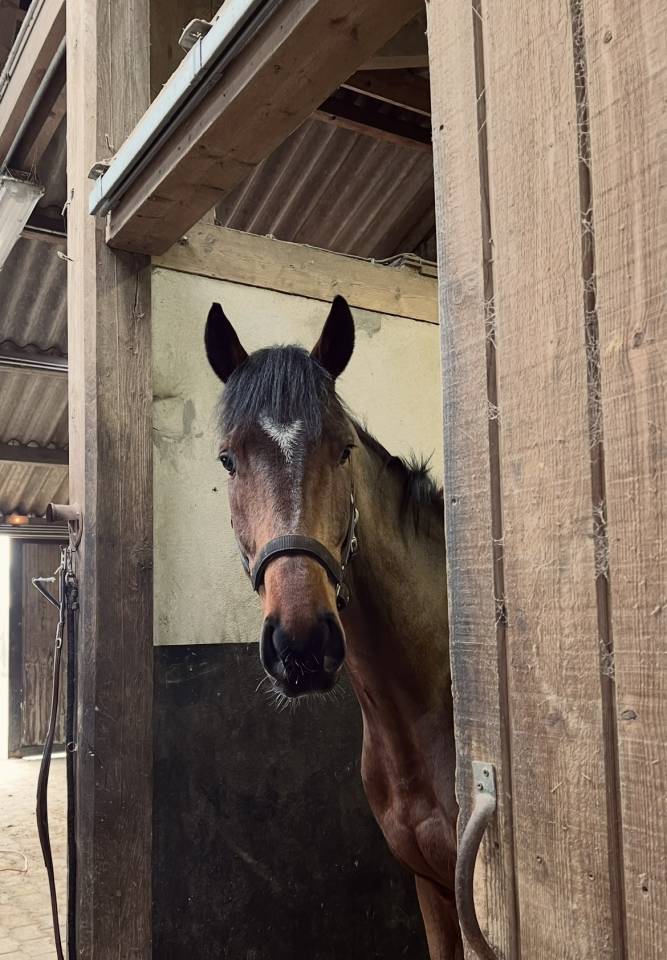 Savigo - Pur-sang 5 ans  