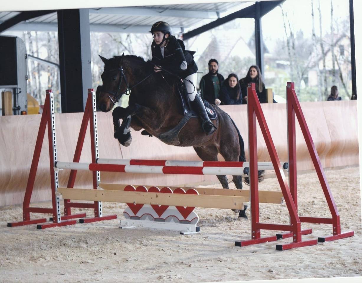 Poney Connemara ideal enfant