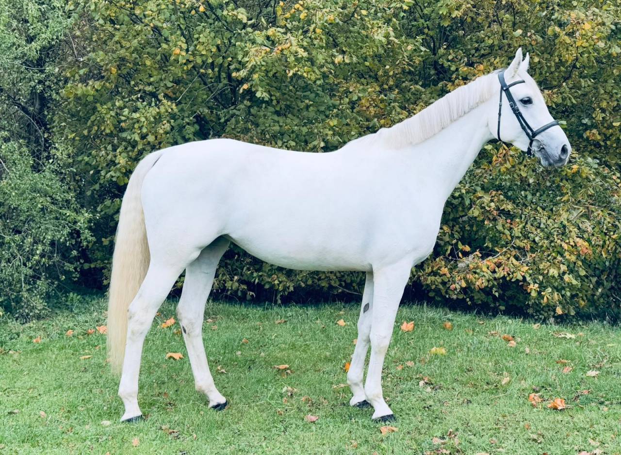 Jument CSO potentiel 135