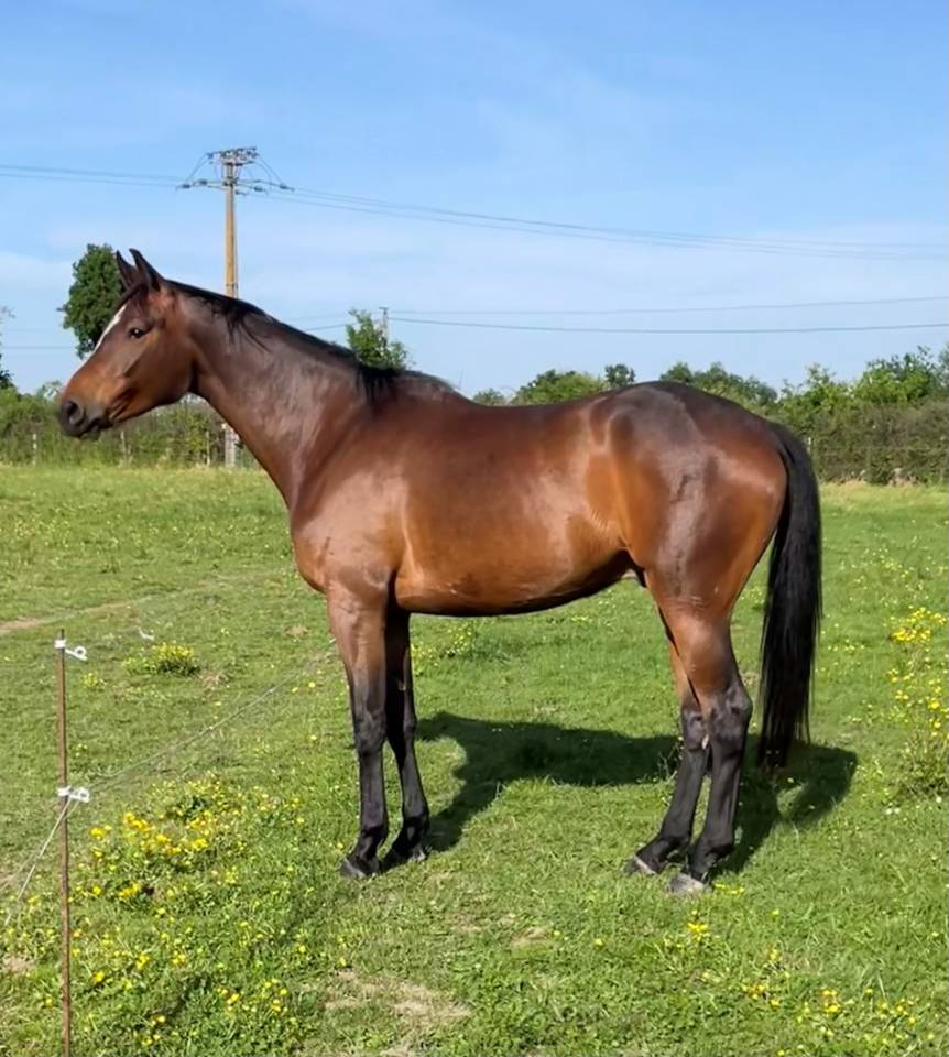 Selle Français de 4 ans - Dressage