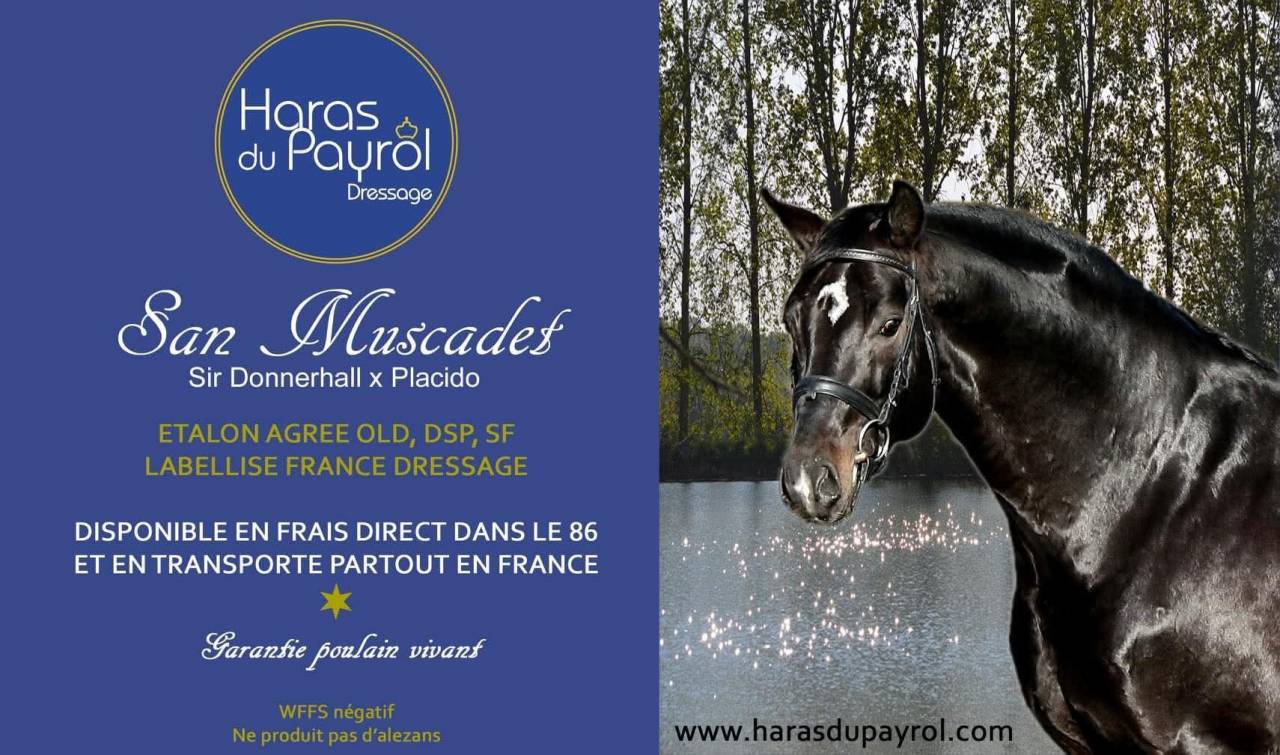 Selle Français de 4 ans - Dressage