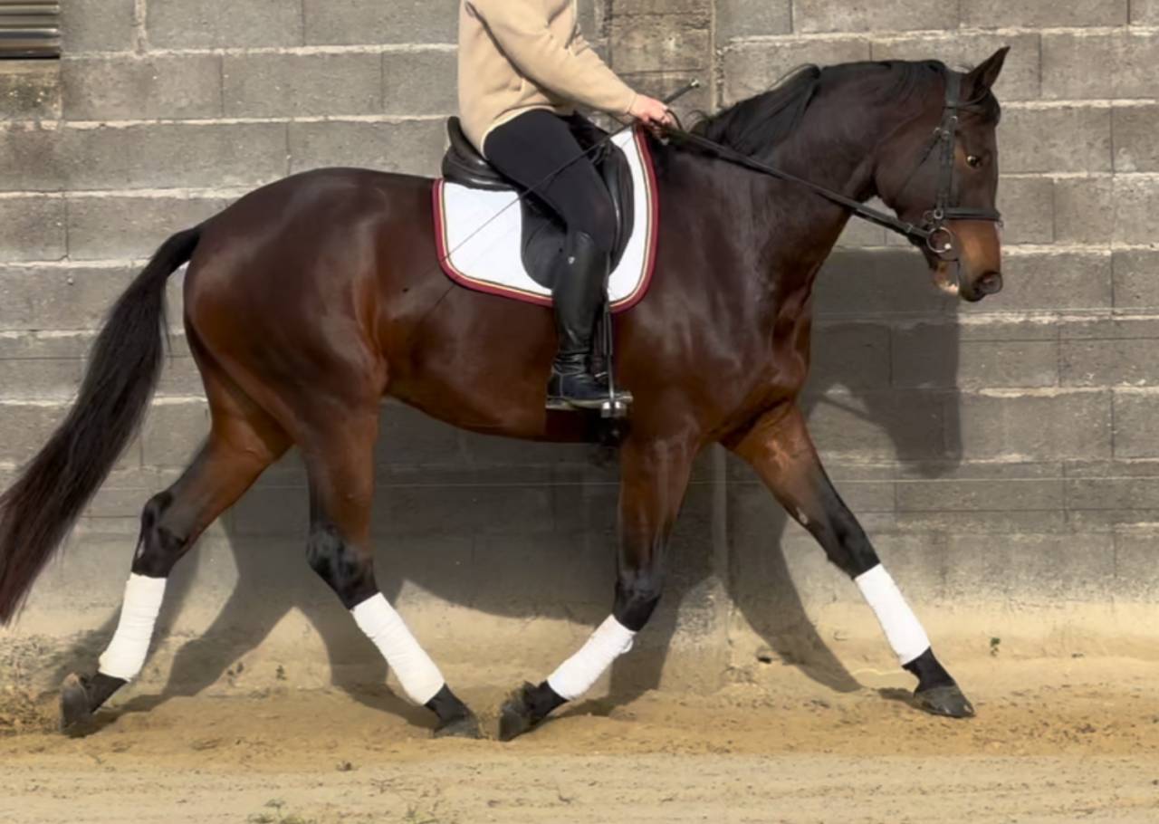 Selle Français de 4 ans - Dressage