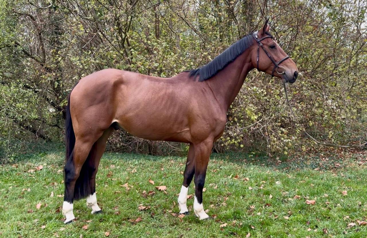 Hongre CSO - Sans faute 5 ans CC - Tous niveaux