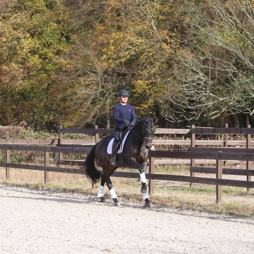 Somptueuse jument Oldenbourg 