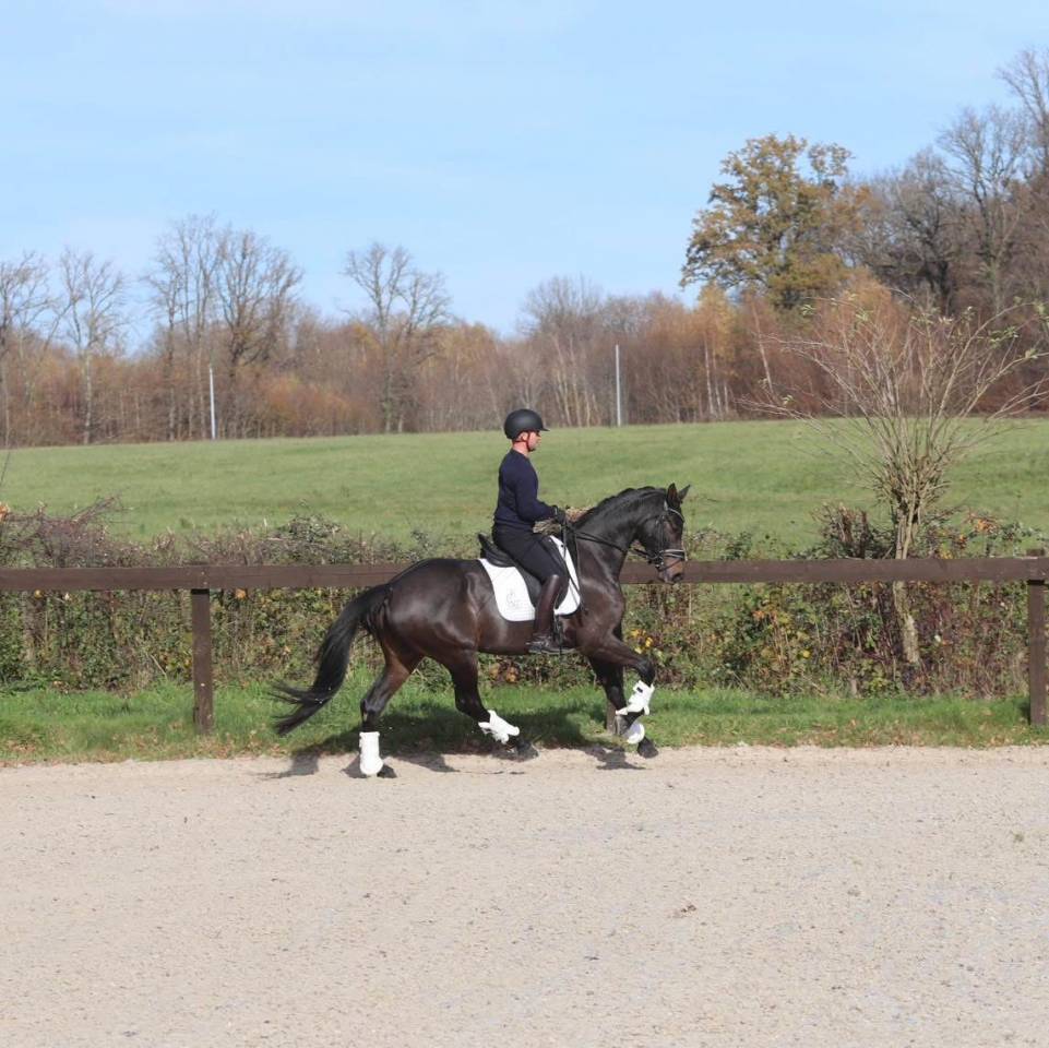 Somptueuse jument Oldenbourg 