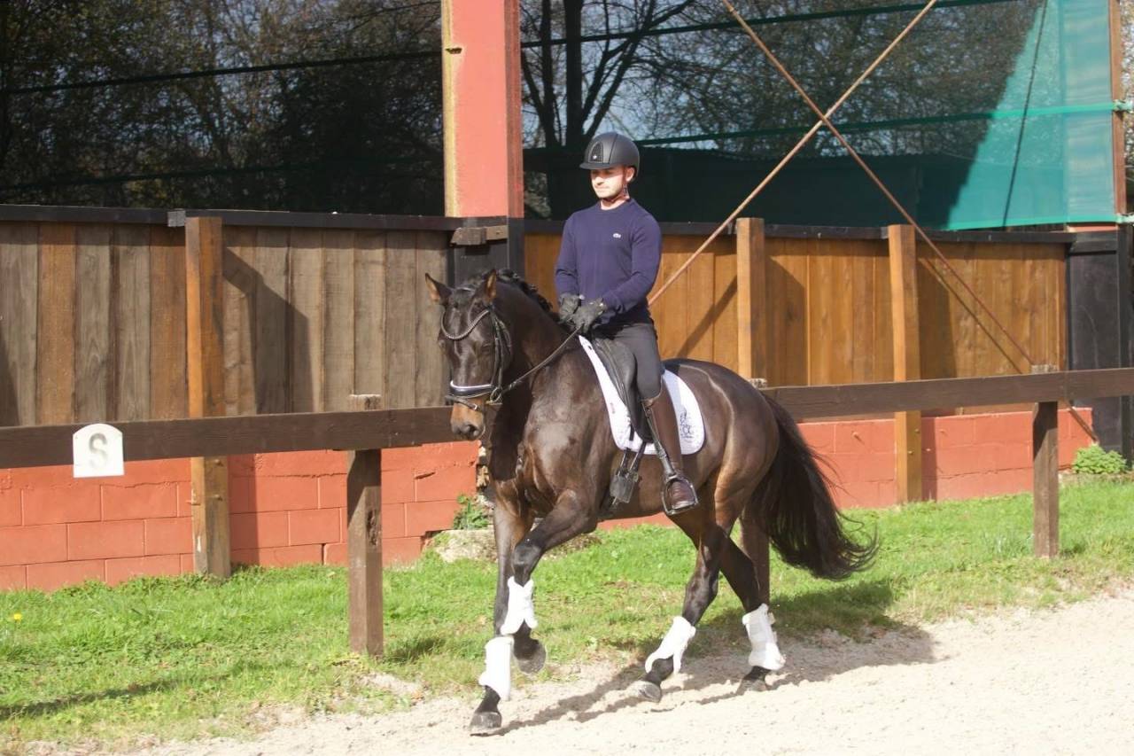 Somptueuse jument Oldenbourg 