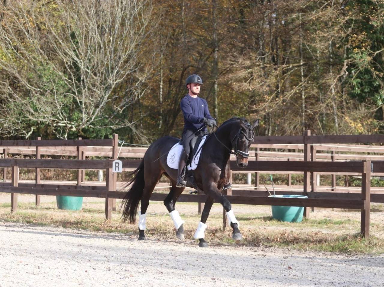 Somptueuse jument Oldenbourg 