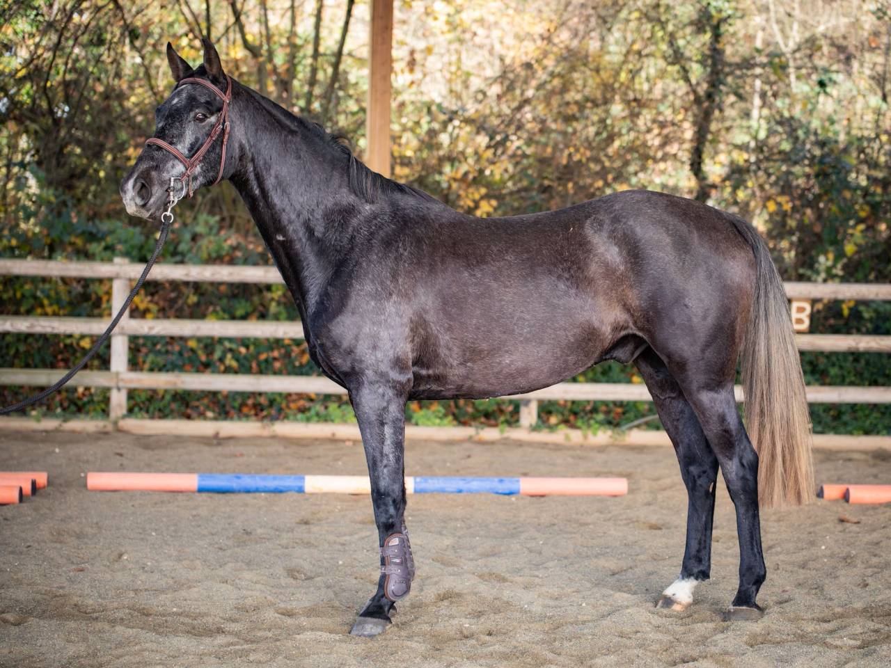 Magnifique hongre 4 ans 