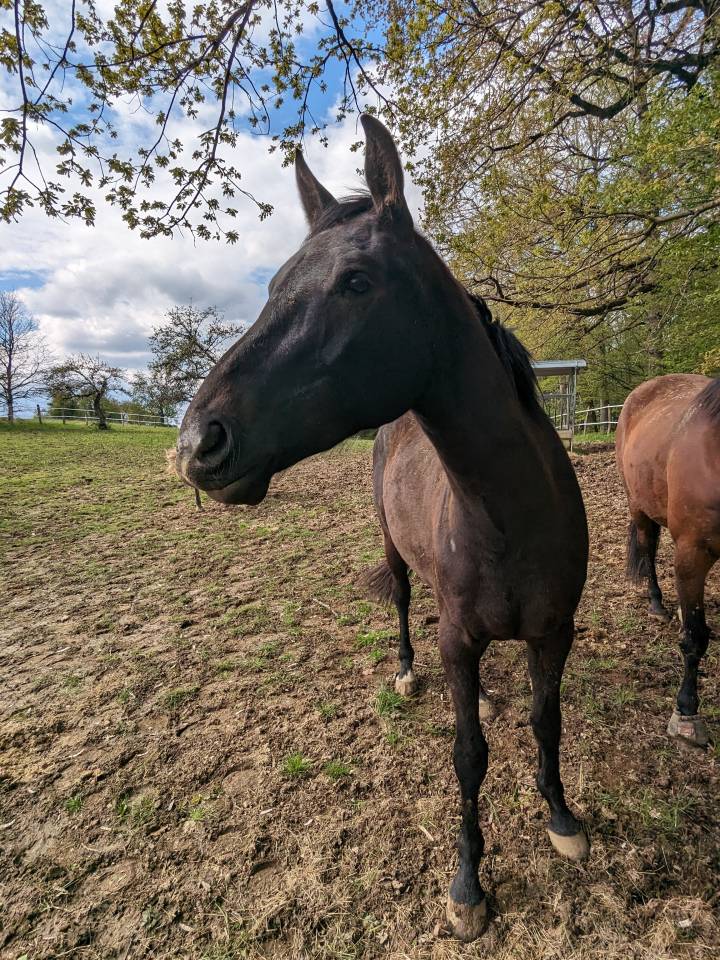 Magnifique hongre 4 ans 