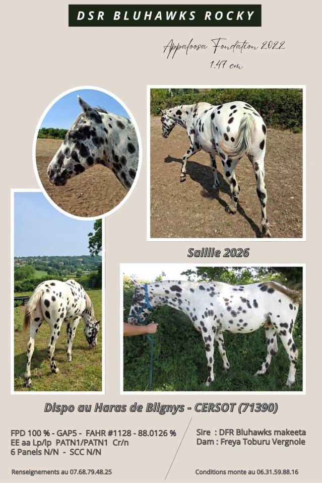Saillie Etalon appaloosa APHC et Sire