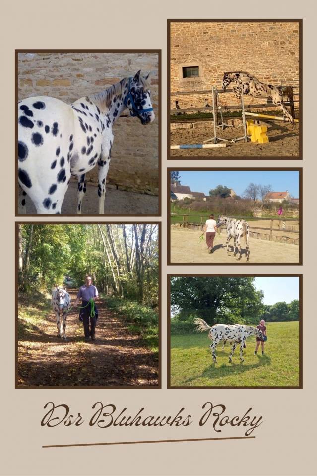 Saillie Etalon appaloosa APHC et Sire