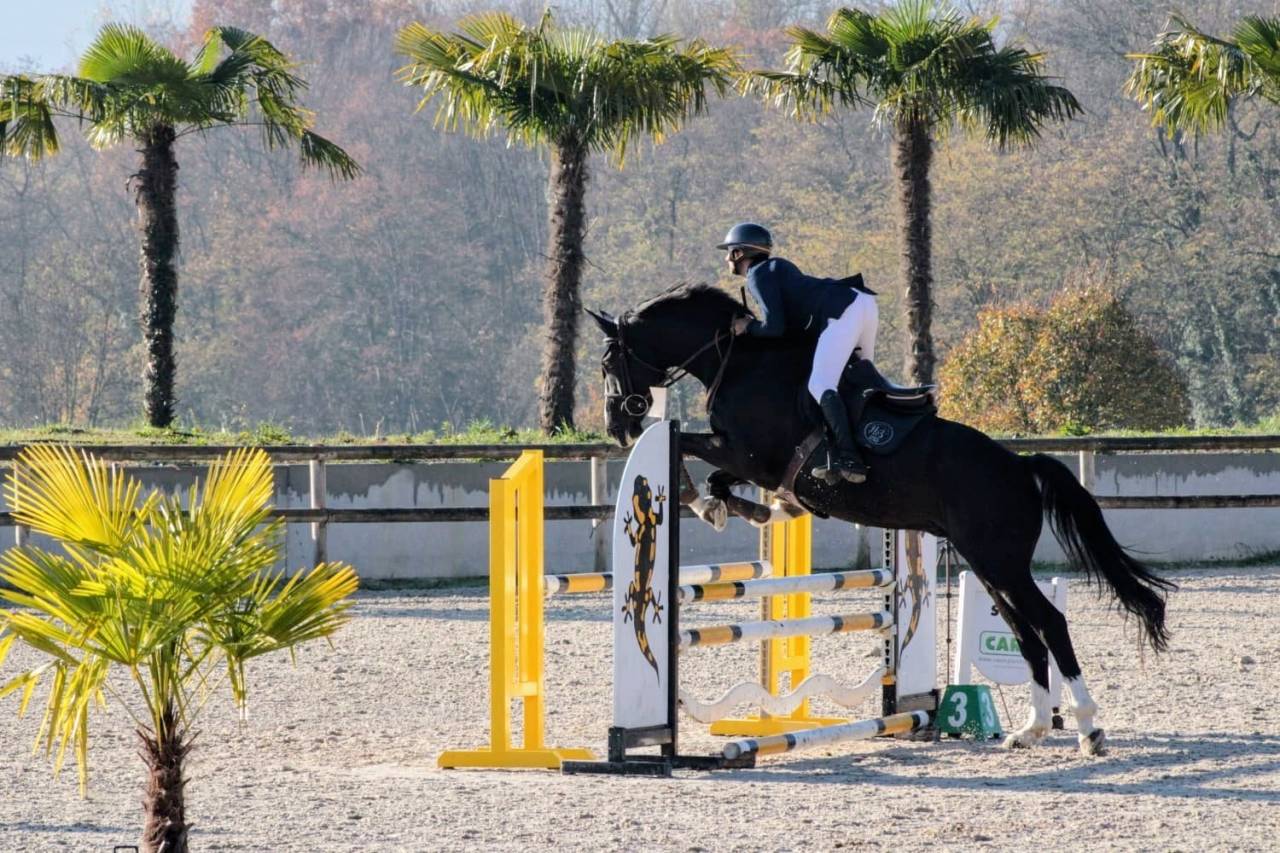 Cheval super amateur pour dressage ou cso