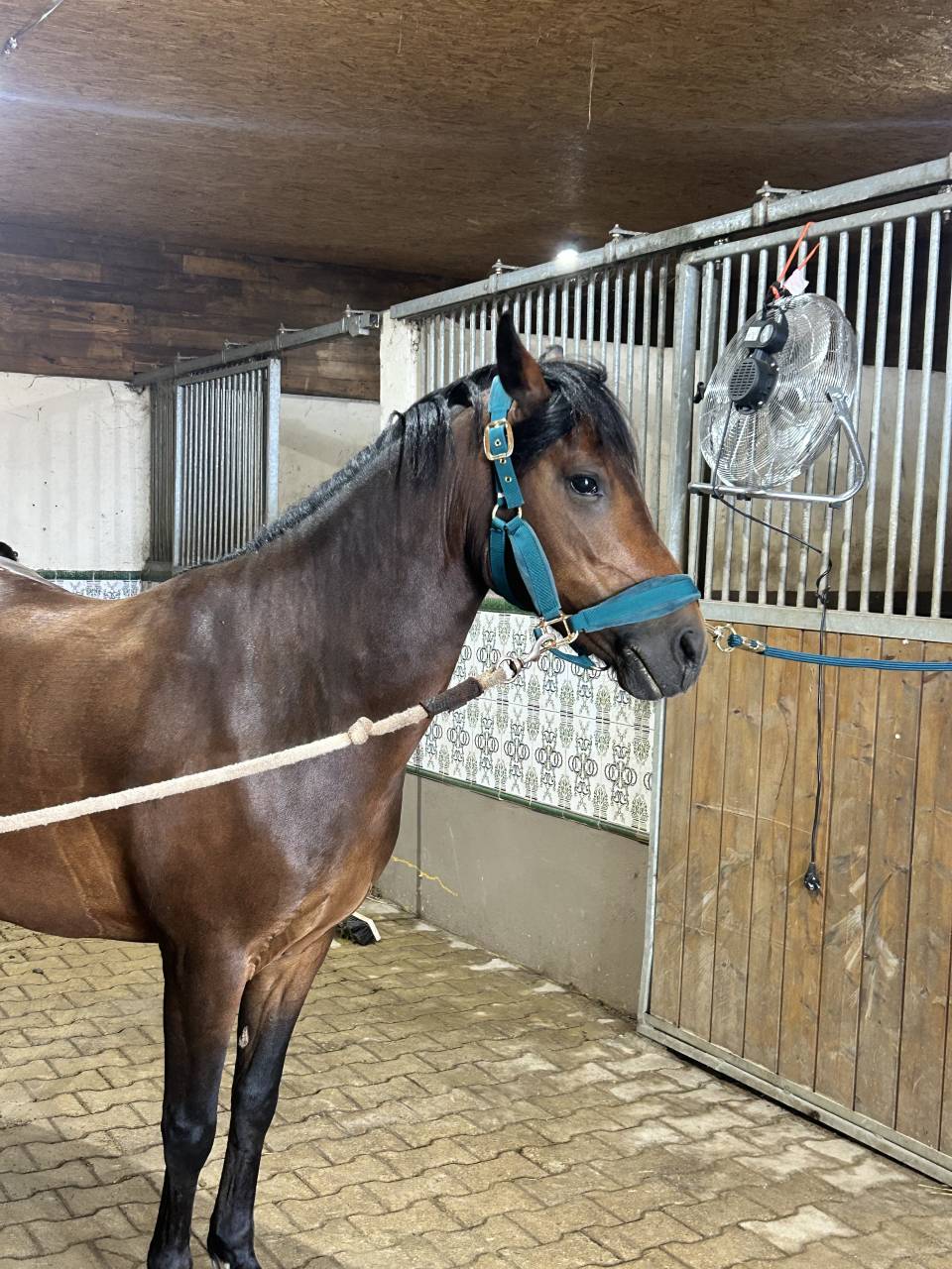 Ponette new Forest 8ans 
