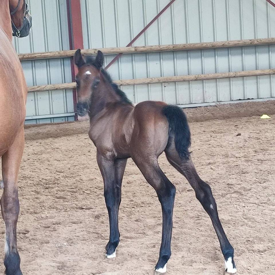 Foal de 6 mois 