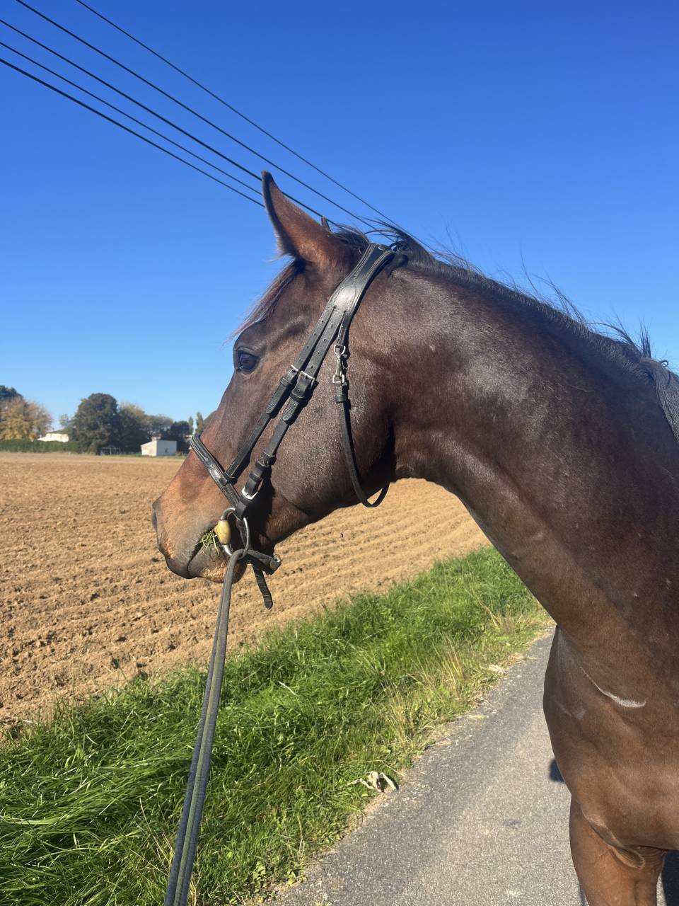 ZARQO PS HONGRE 5 ans