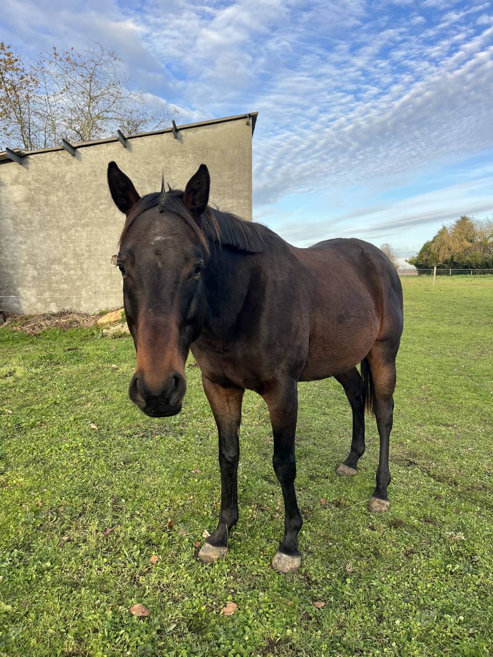 ZARQO PS HONGRE 5 ans