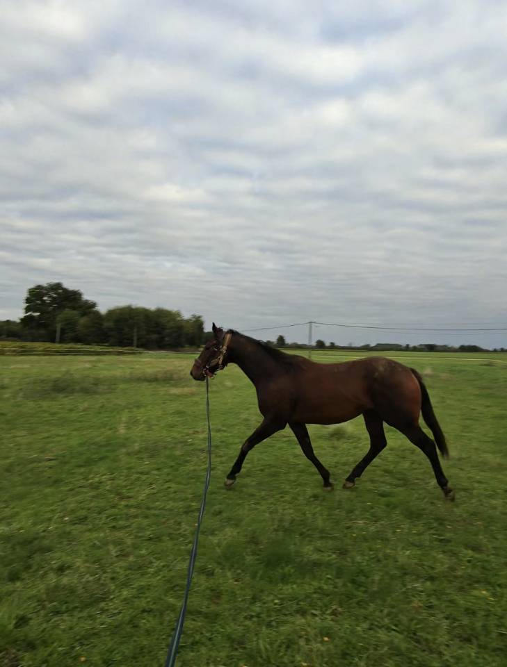 ZARQO PS HONGRE 5 ans