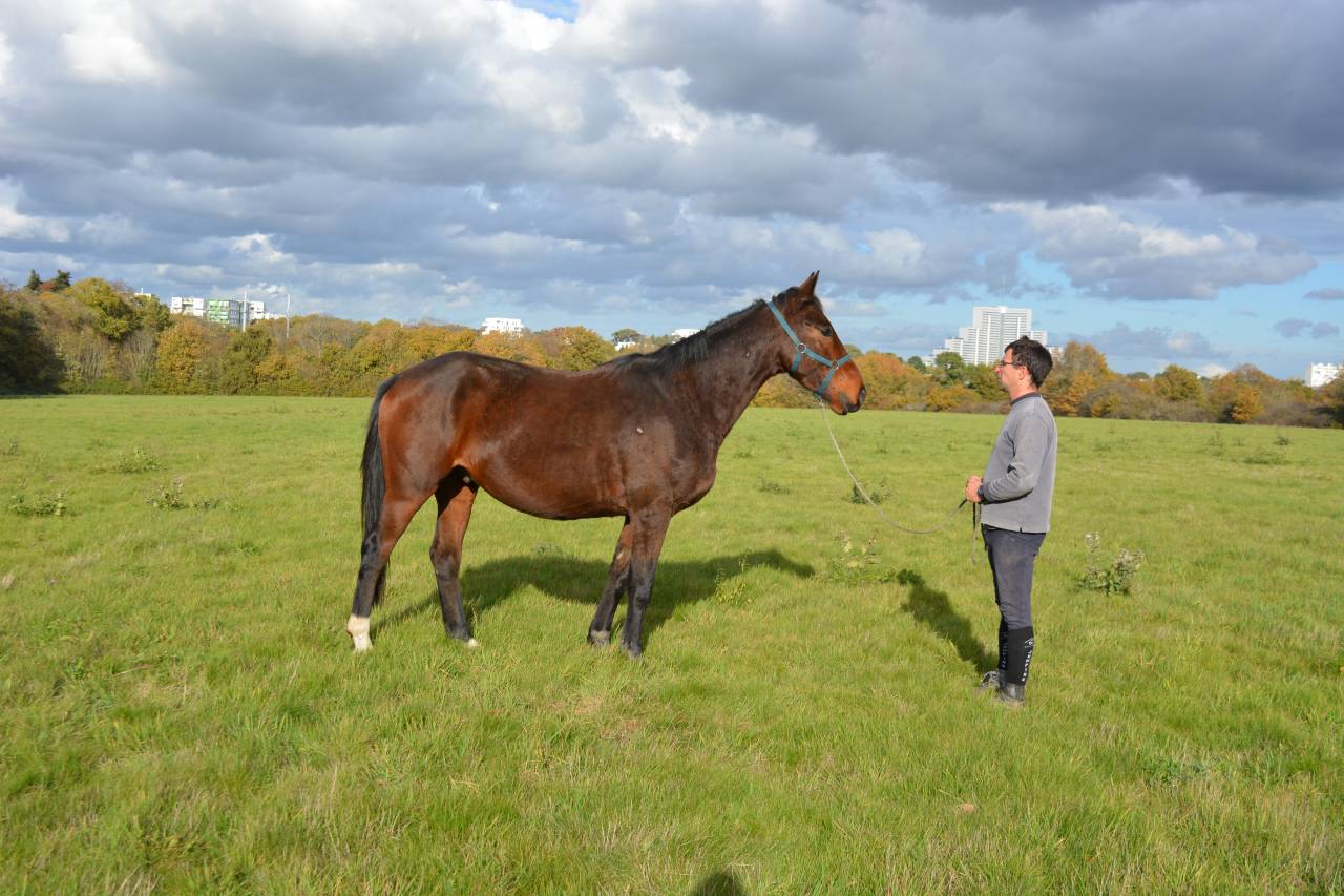 Cheval par Quartz Rouge très facil
