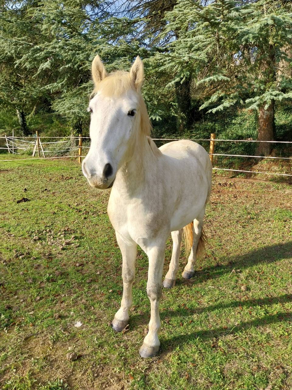 Mystère de Loubes, Camargue PP