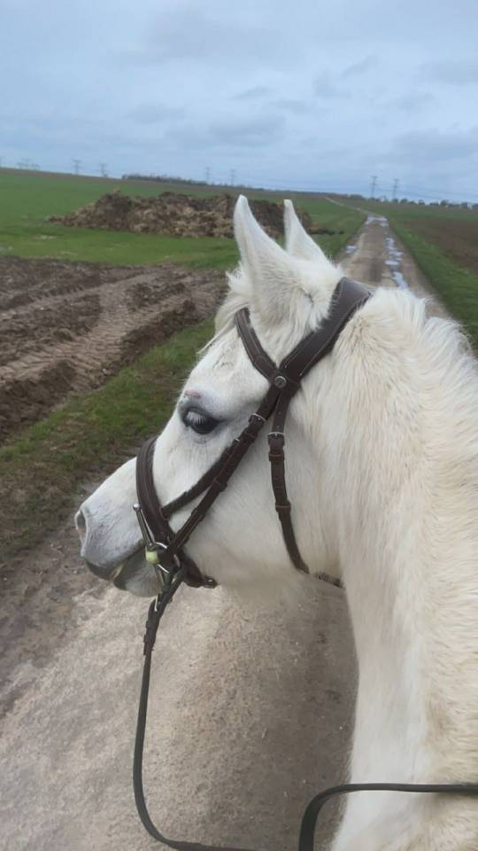 Jument 7 ans pp arabe 