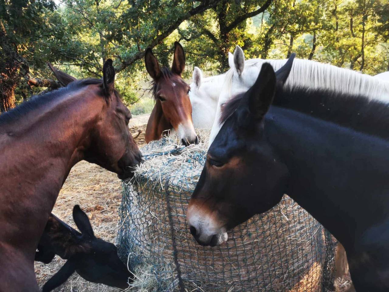 Pension &eacute;questre, cadre naturel et vie en troupeau 