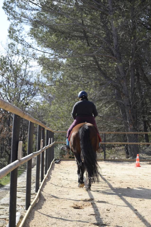 Pension &eacute;questre, cadre naturel et vie en troupeau 