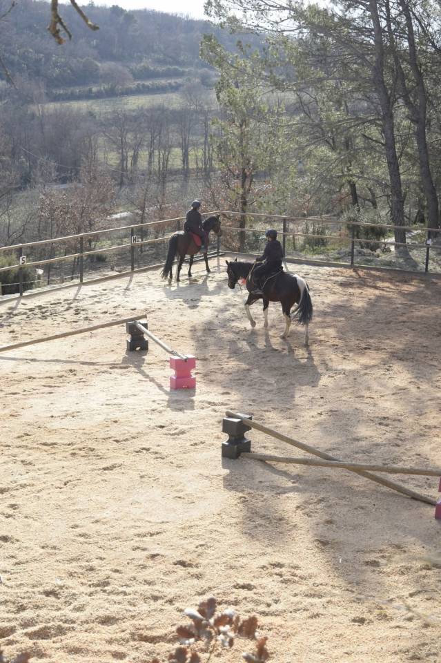 Pension &eacute;questre, cadre naturel et vie en troupeau 
