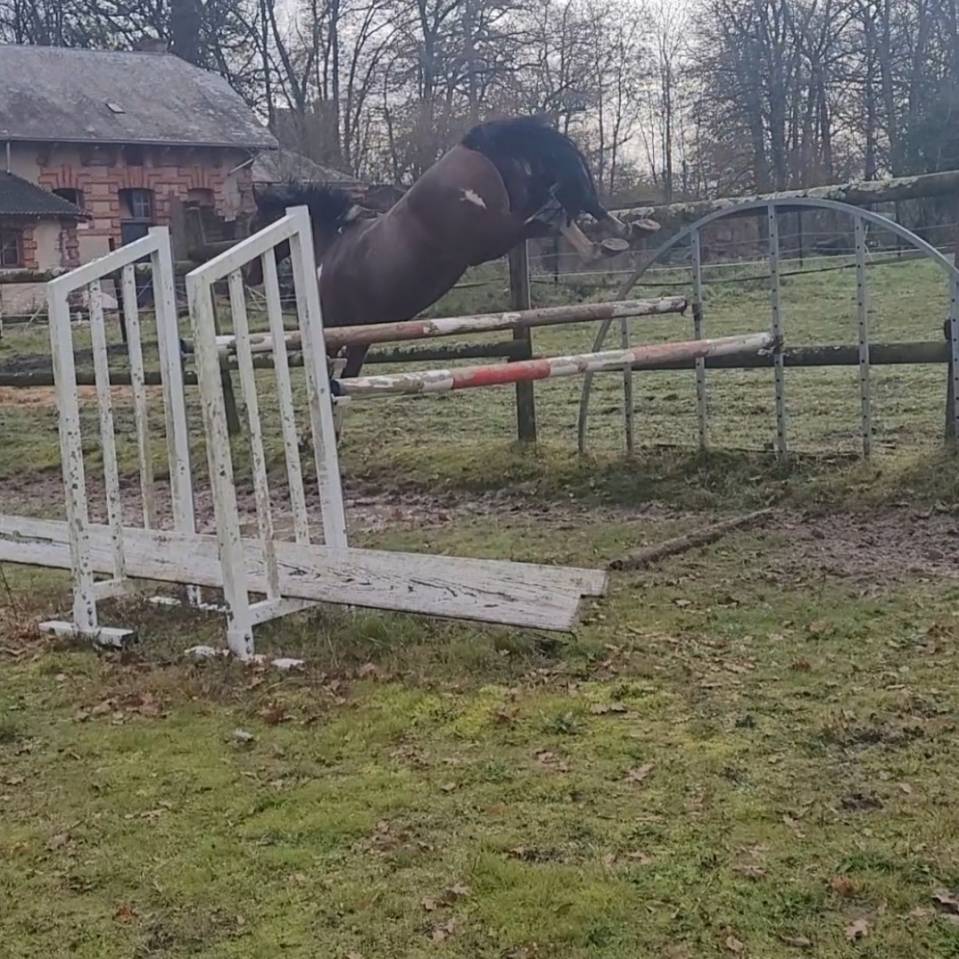 ADORABLE Entier SF de 2012